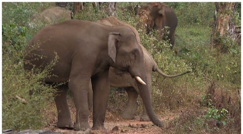 A young man was killed by a wild elephant attack in valparai