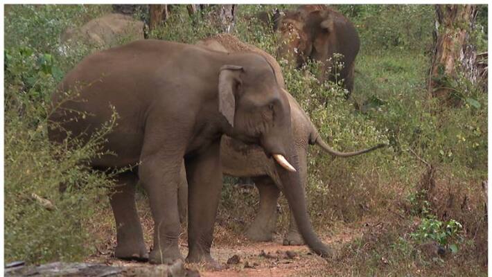 Mother Elephant teaches baby how to cross a road with caution Mother Elephant teaches baby how to cross a road with caution