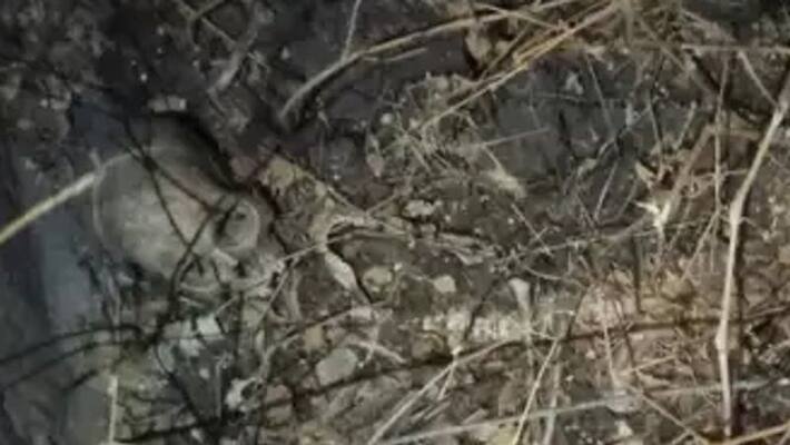 Madhya pradesh Human skeleton found in Indore Airport sewage pit akb Madhya pradesh Human skeleton found in Indore Airport sewage pit akb