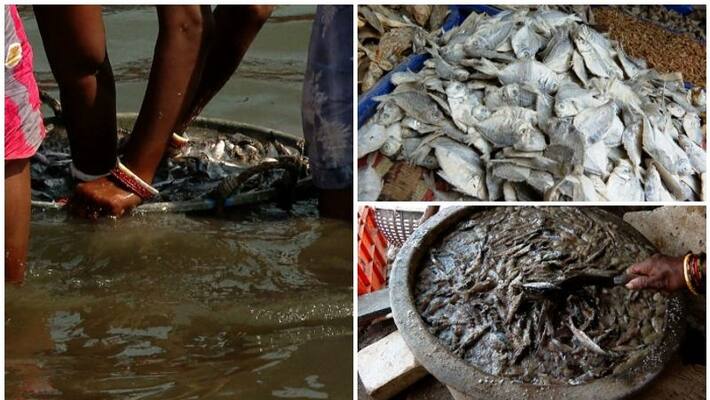 dry fish sells in kerala are processing in filthy condition asianet news investigation continues dry fish sells in kerala are processing in filthy condition asianet news investigation continues