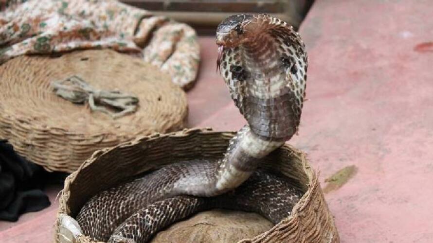 man take selfie with snake died by snake bite man take selfie with snake died by snake bite