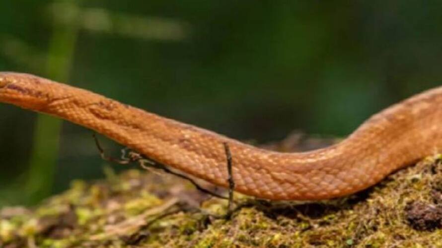 a foot long snake found a foot long snake found
