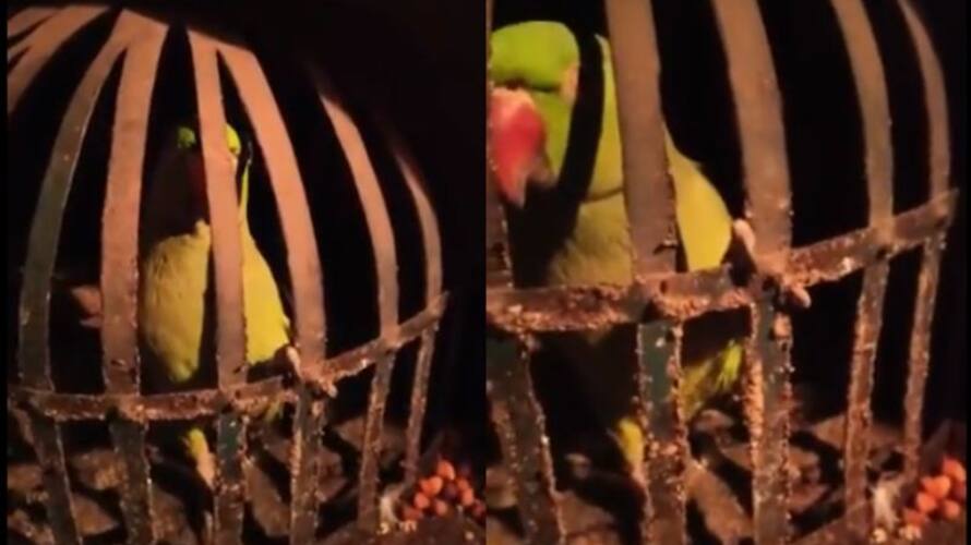 Gaya police quiz parrot to get clue about liquor mafia in Bihar Gaya police quiz parrot to get clue about liquor mafia in Bihar