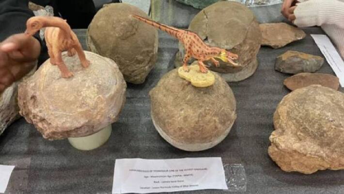 Titanosaur eggs discovered Titanosaur eggs discovered
