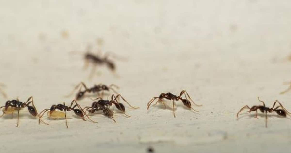 மழைக்காலத்தில் வீட்டில் எறும்புகள் தொல்லையா? எறும்புகளை விரட்ட பயனுள்ள சில டிப்ஸ் இதோ..