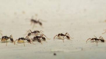Are ants a nuisance at home during monsoons? Just follow these simple steps. Are ants a nuisance at home during monsoons? Just follow these simple steps.