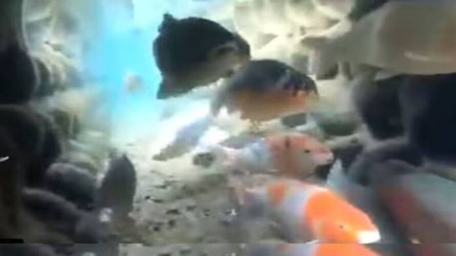 clean drainage system with koi fish clean drainage system with koi fish