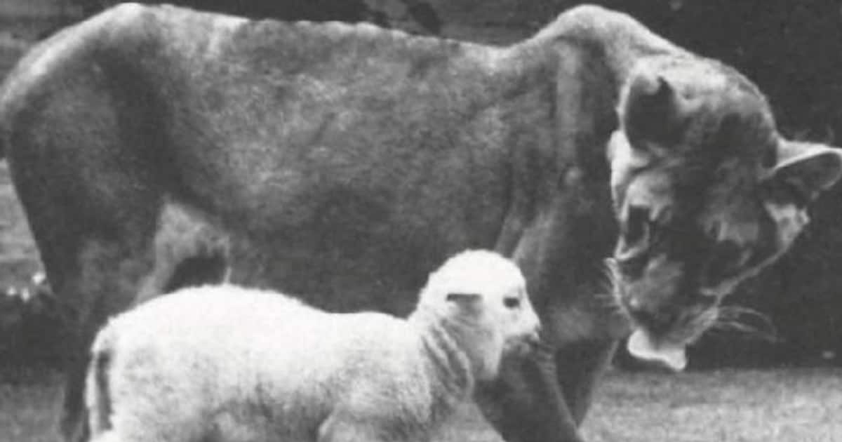 If you look at the meat, you will not see it, goats and chickens for the cage;  African lioness who ate only eggs and vegetarian food