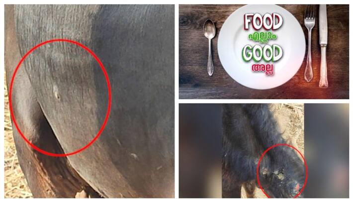 Cattle with lumpy skin disease are sold in kerala Cattle with lumpy skin disease are sold in kerala