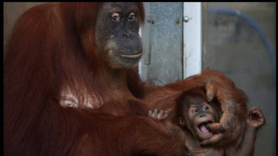 wild apes and humans are using common sign language studies says wild apes and humans are using common sign language studies says