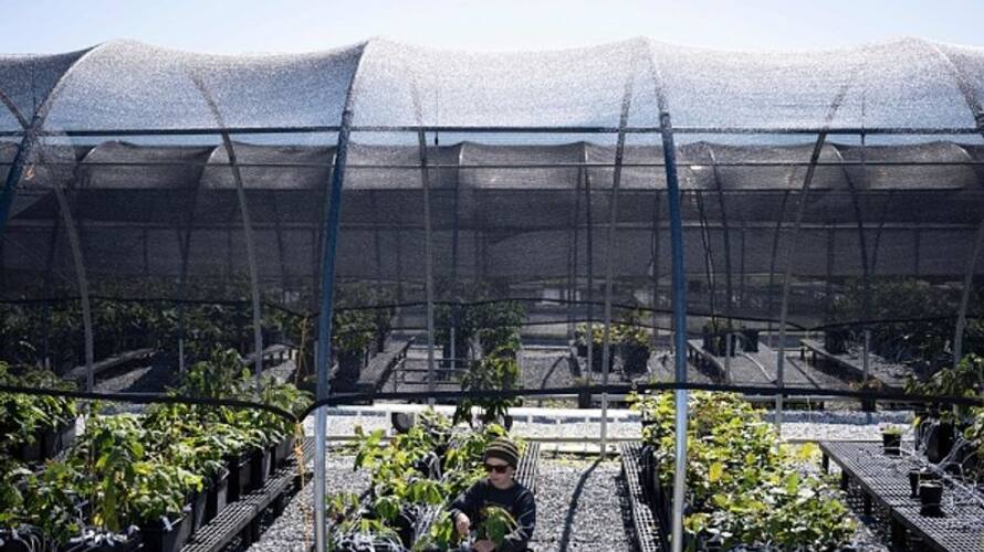 Will the future be genetically modified forests Will the future be genetically modified forests
