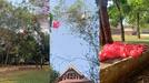 truth behind the red flag found in the banyan tree of Vadakkumnath Temple