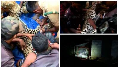 leopard trapped in mannarkkad chicken coop dies