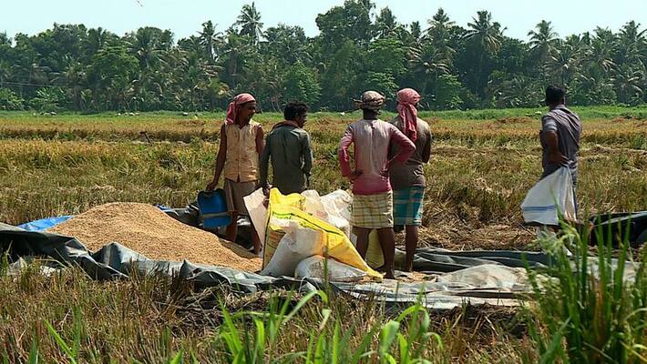 Farmers at Kuttanad to stop paddy farming Farmers at Kuttanad to stop paddy farming