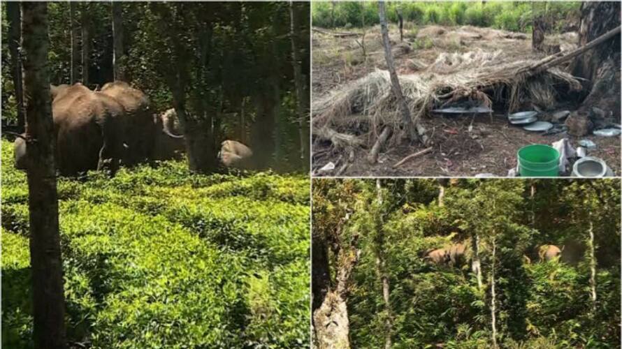 elephant attack continues in Idukki and palakkad elephant attack continues in Idukki and palakkad