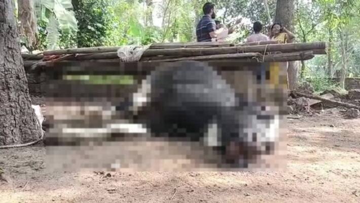 one cow dead 4 in serious condition due to food poison at Payyannur one cow dead 4 in serious condition due to food poison at Payyannur