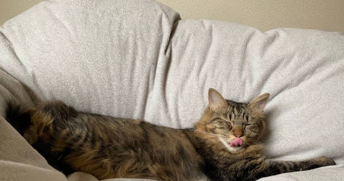 சேலத்தில் முதல்முறையாக சர்வதேச பூனைகள் கண்காட்சி நடைபெற்றது