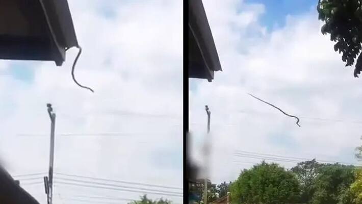 this is the truth behind the pictures of flying snake this is the truth behind the pictures of flying snake