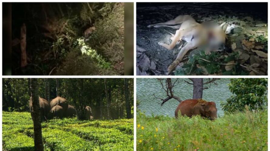 leopard again in mannarkkad? leopard again in mannarkkad?