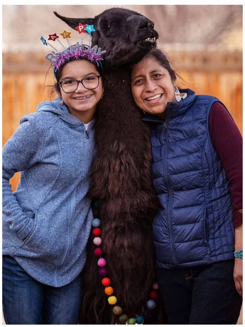 World s oldest LLAMA celebrates his 27 th birthday