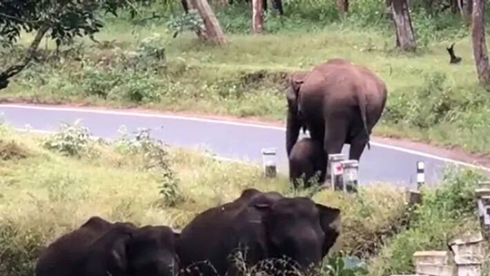 mother elephant training calf to cross the road mother elephant training calf to cross the road