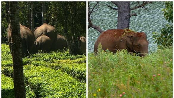 In Dhoni, wild elephants attack continues