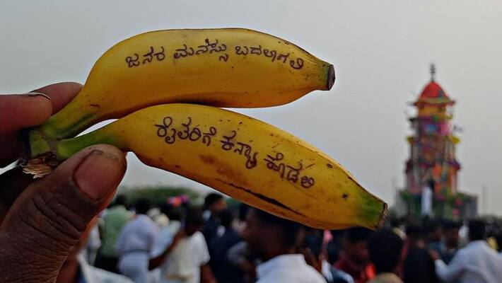 Farmers who wrote on a banana and threw it on the chariot saying A female ax for farmers at vijayanagara gvd Farmers who wrote on a banana and threw it on the chariot saying A female ax for farmers at vijayanagara gvd