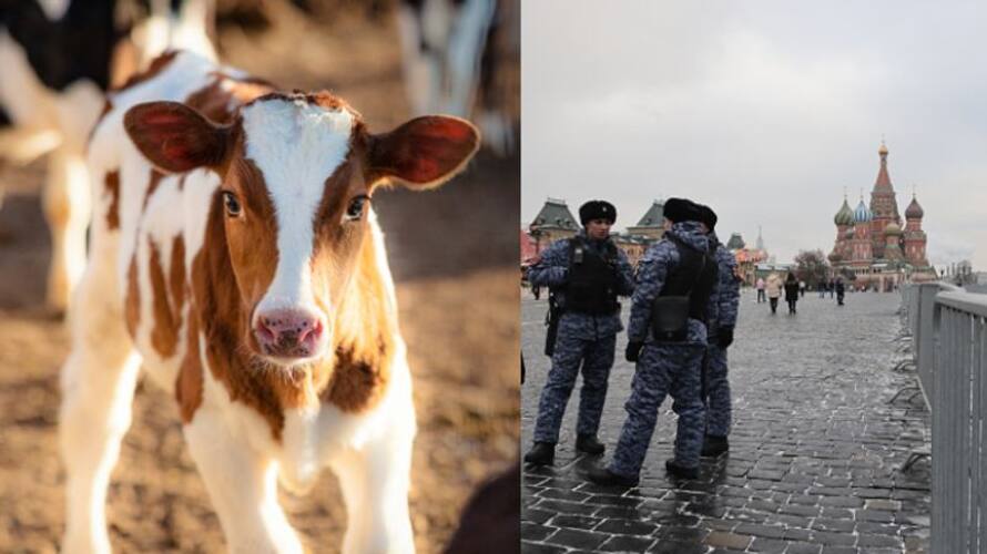 American women arrested, fined and jailed in russia for taking cow for walk etj American women arrested, fined and jailed in russia for taking cow for walk etj