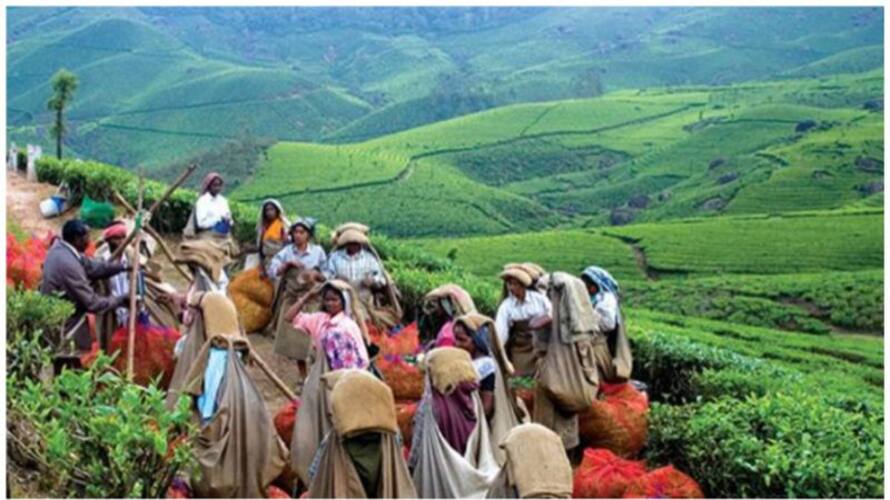 center abolished free ration state government cut ration plantation workers in distress center abolished free ration state government cut ration plantation workers in distress