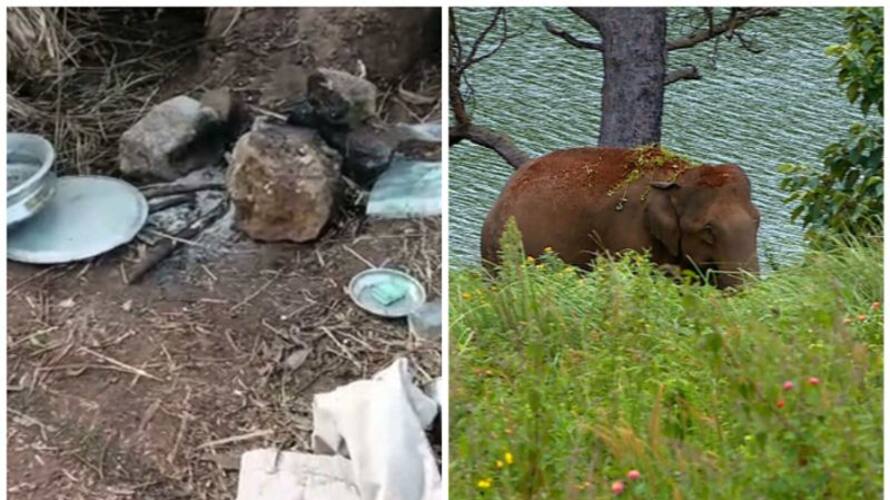 again wild elephant attack in Idukki again wild elephant attack in Idukki