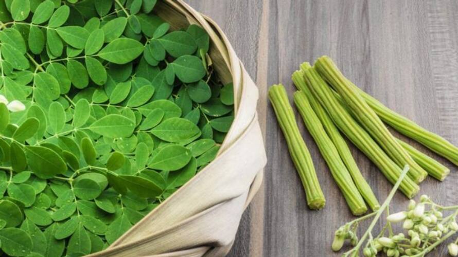 Impact Of Moringa Leaves On Blood Sugar Levels azn Impact Of Moringa Leaves On Blood Sugar Levels azn
