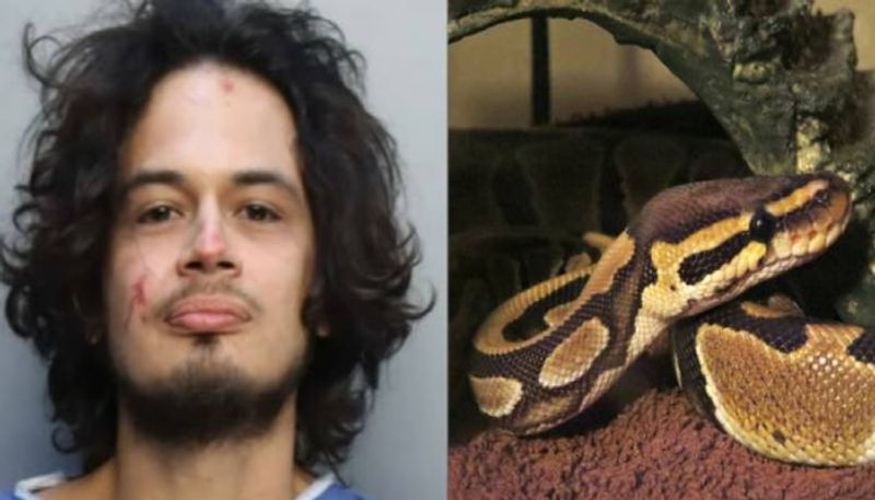 man bite pet pythons head rlp man bite pet pythons head rlp