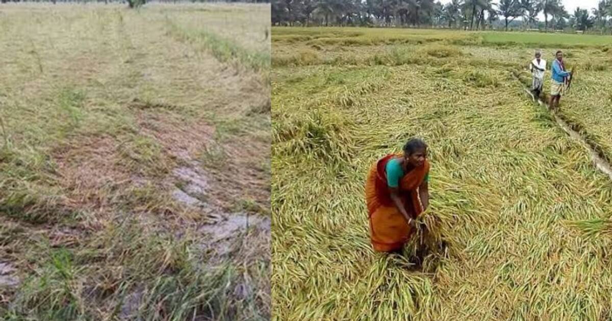 கனமழையால் நெற்பயிர்கள் நீரில் மூழ்கி நாசமா போச்சு! இழப்பீட்டை அறிவியுங்கள்! டெல்டா விவசாயிகளுக்கு ஆதரவாக TTV.!