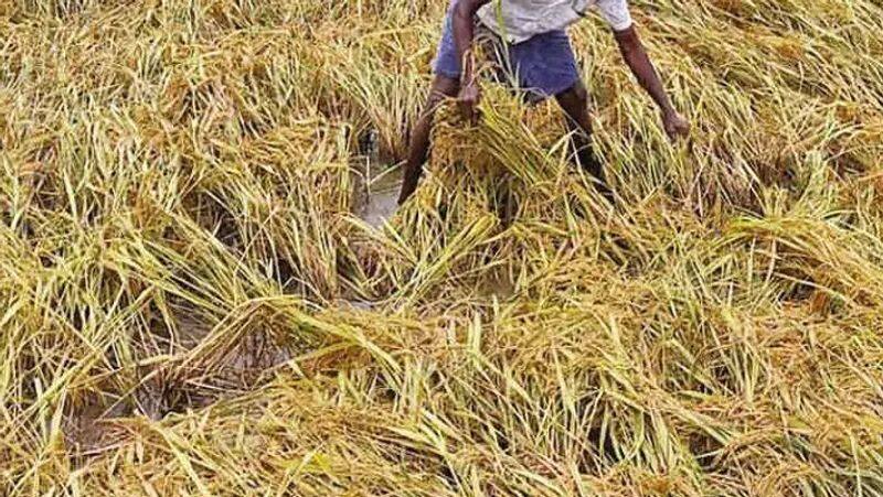 Due to heavy rain, paddy crops are submerged and destroyed.. Immediately announce the compensation.. TTV Dhinakaran