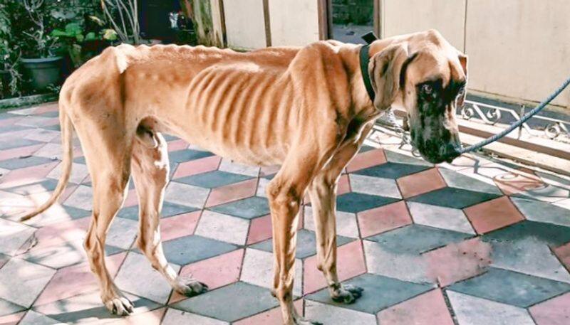 unidentified people leaves dog starve to death but natives attempt gives Great Dane another life