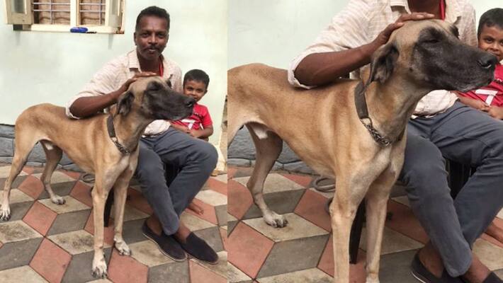 unidentified people leaves dog starve to death but natives attempt gives Great Dane another life unidentified people leaves dog starve to death but natives attempt gives Great Dane another life