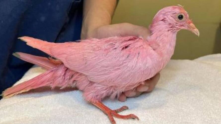 pigeon painted pink for gender reveal party rescued etj pigeon painted pink for gender reveal party rescued etj