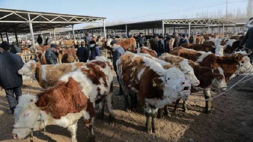 more milk than normal cows China claims to have cloned super cows rlp more milk than normal cows China claims to have cloned super cows rlp