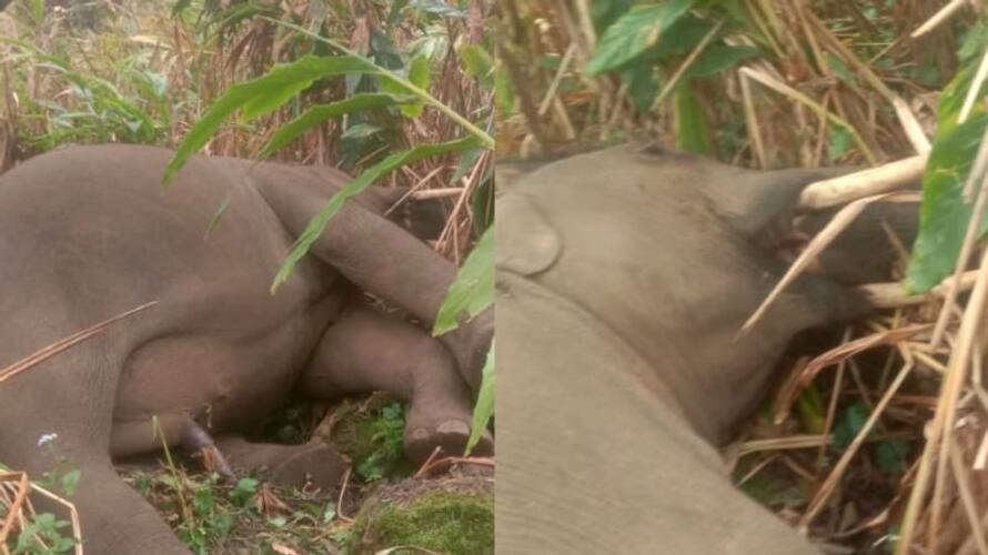 wild elephant found dead in idukki vkv wild elephant found dead in idukki vkv