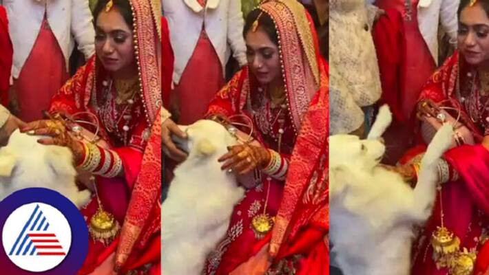 Viral video: Pet dog refuses to let go bride during vidai ceremony Vin Viral video: Pet dog refuses to let go bride during vidai ceremony Vin