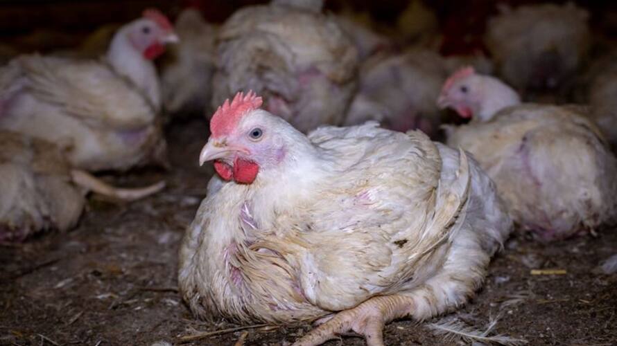 what are the side effects of eating broiler chicken rse what are the side effects of eating broiler chicken rse