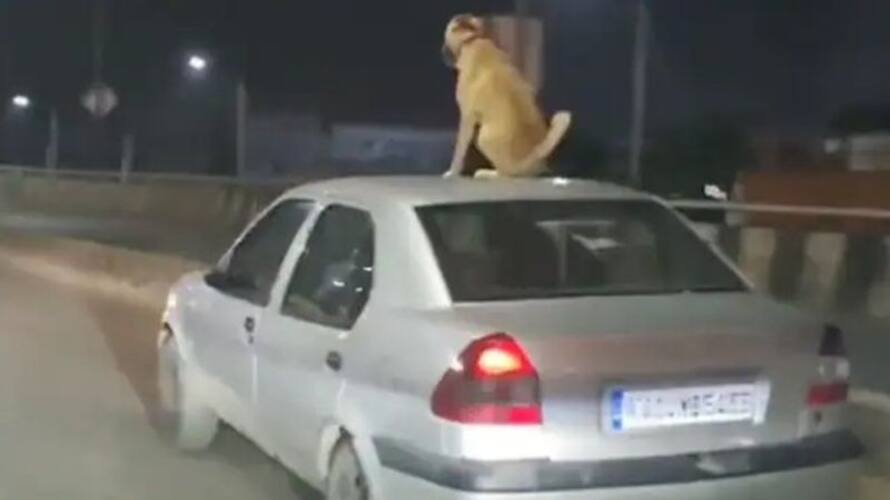 dog travelling on the roof a car dog travelling on the roof a car