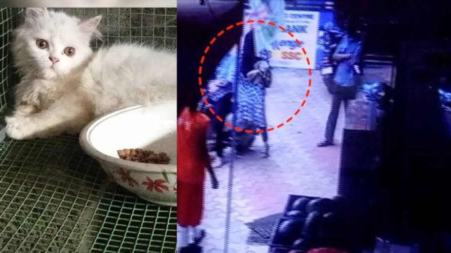 woman stole a cat from the city center mannarkkad ppp woman stole a cat from the city center mannarkkad ppp