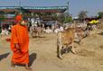 Abolition of Cattle fair of Historic Tumakuru Siddaganga Mutt Announcement of Siddalinga swamiji sat