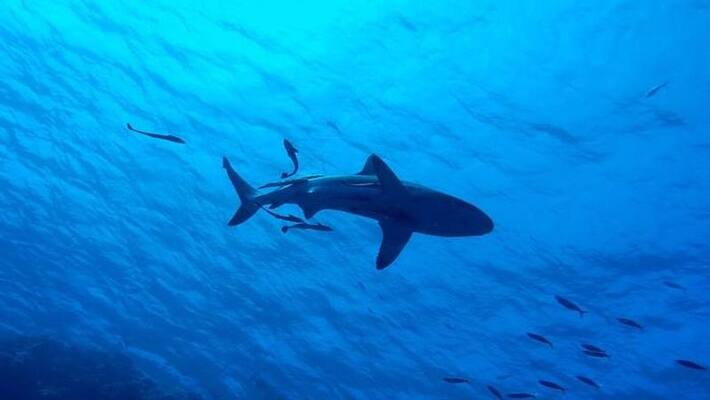 Terrifying Video Shows Woman Nearly Diving Into The Mouth Of A Shark Terrifying Video Shows Woman Nearly Diving Into The Mouth Of A Shark