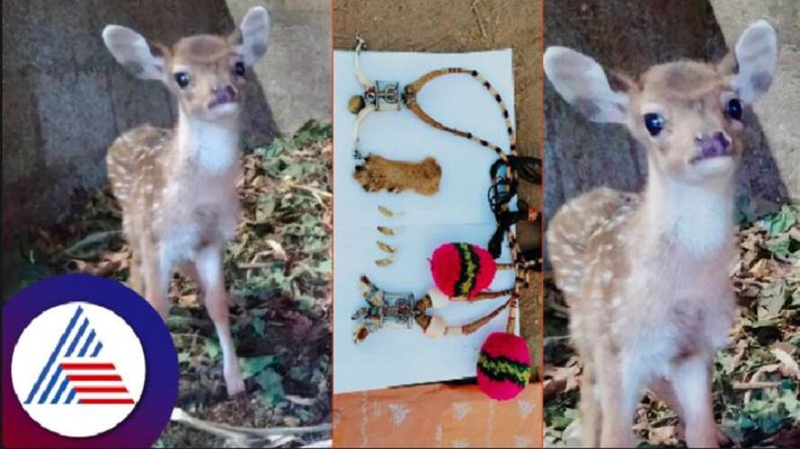 A coffee estate owner got into trouble Because of domesticated wildlife at chikkamagaluru rav A coffee estate owner got into trouble Because of domesticated wildlife at chikkamagaluru rav