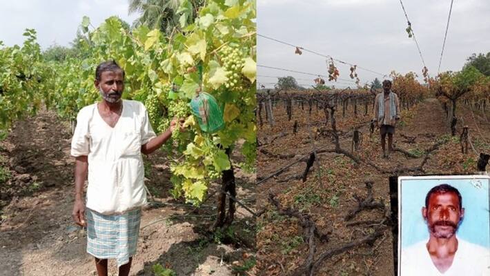 Wrong drug spray to grapes crop Farmer upset and Surrender to death sat Wrong drug spray to grapes crop Farmer upset and Surrender to death sat