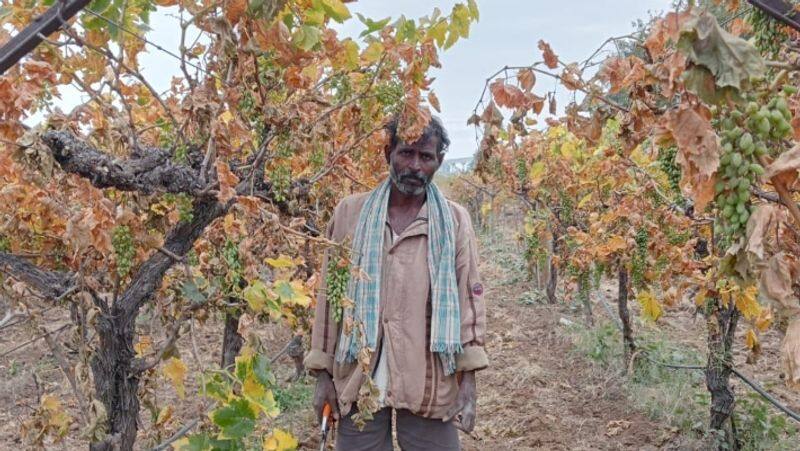 Wrong drug spray to grapes crop Farmer upset and Surrender to death sat