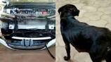 Dog hit by car caught in bumper travels unharmed for 70 kms viral video