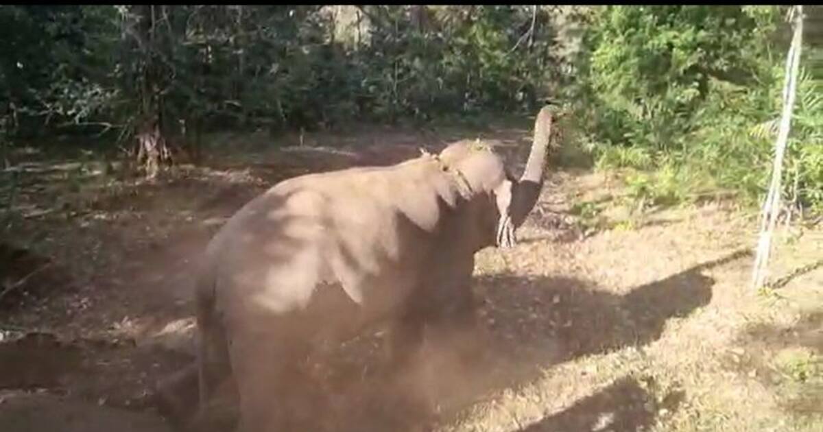 பொள்ளாச்சியில் மீண்டும் ஊருக்குள் வந்த மக்னா யானை; பொதுமக்கள் அச்சம்